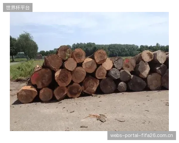 只强调探伤标准，是否正在忽视高密度枫木源头——那些存在滥砍滥伐争议的林区？